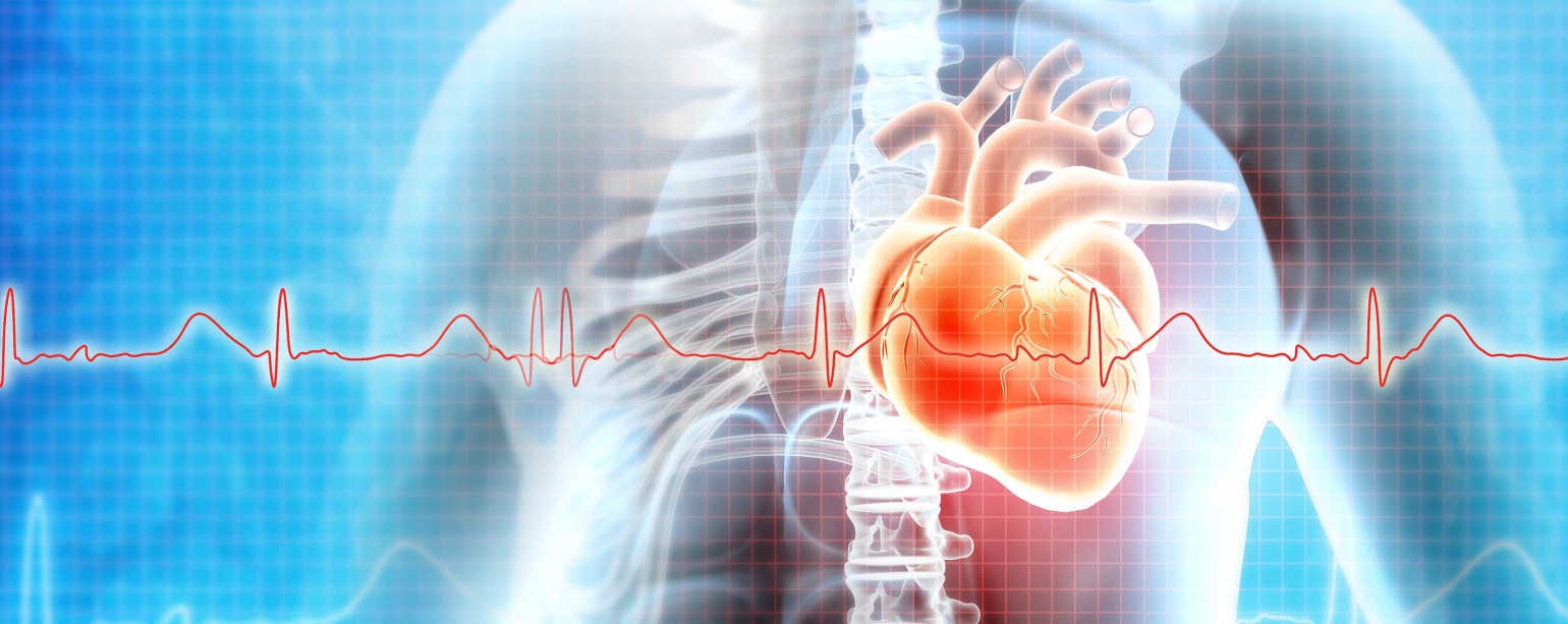 graphical representation of heart and ekg lines